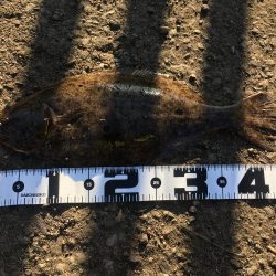 飲ませでヒラメ